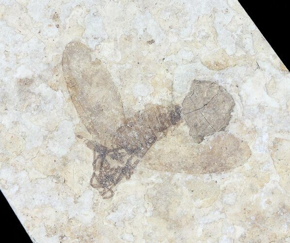 Fossil March Fly (Plecia) - Green River Formation #65086